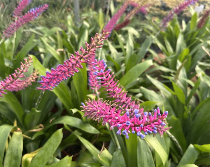 Aechmea gamosepala