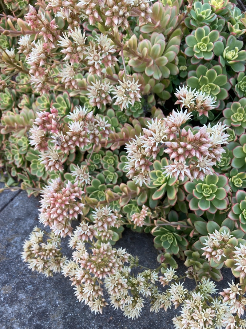 Aeonium haworthii 'Kiwi'