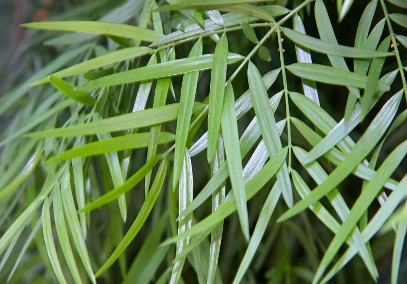 Afrocarpus (Podocarpus) gracilior