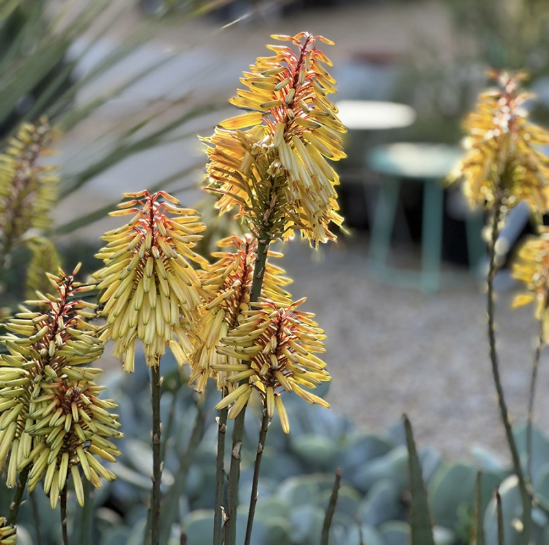 Aloe 'Moonglow'