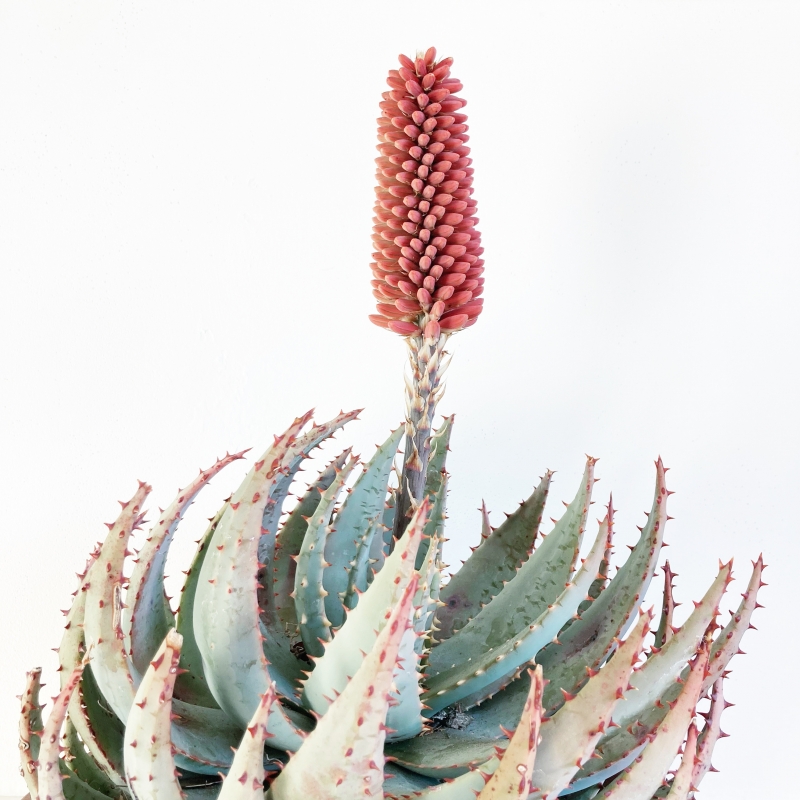 Aloe peglerae