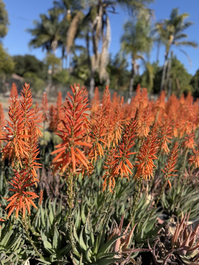 Aloe 'Safari Orange'