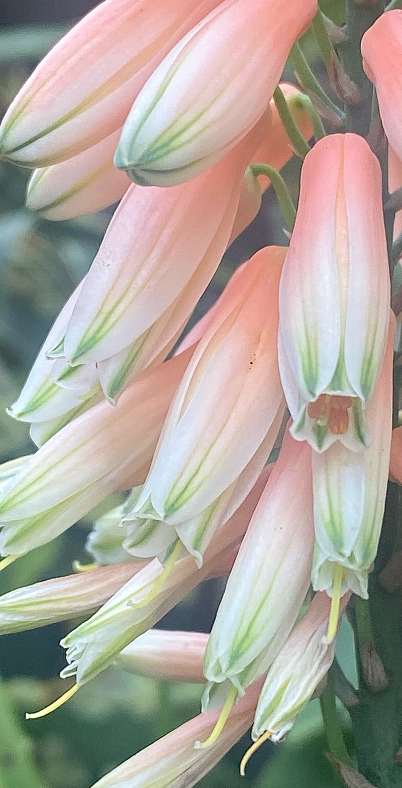 Aloe 'Safari Rose'