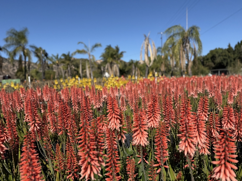 Aloe 'Safari Rose'
