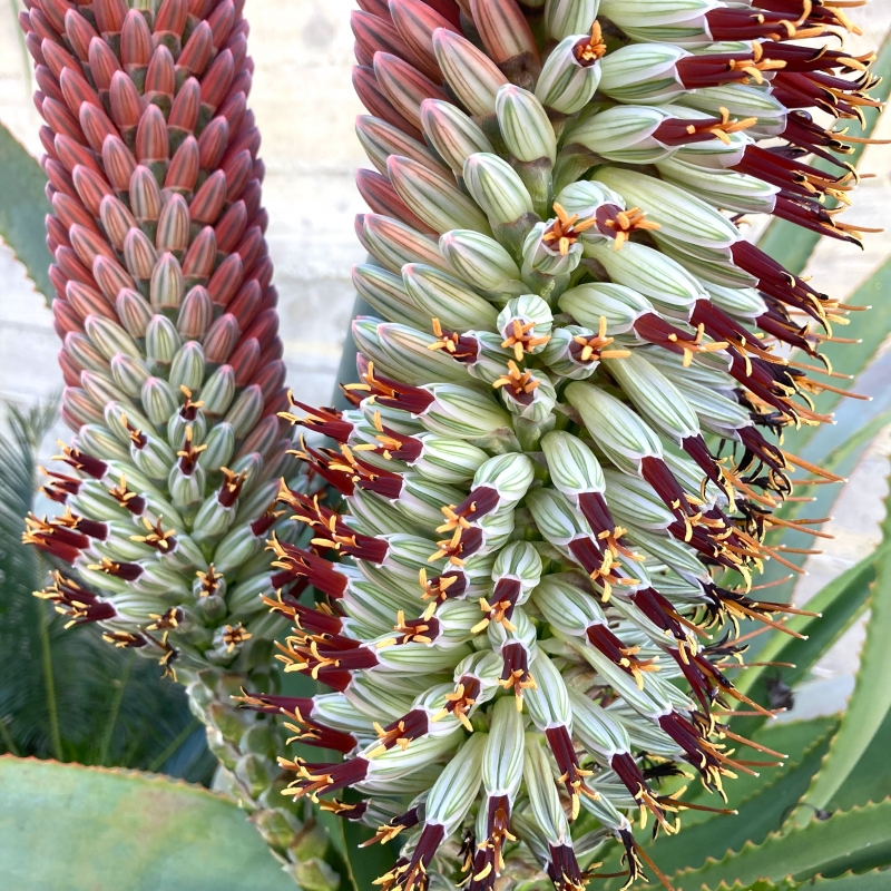Aloe speciosa