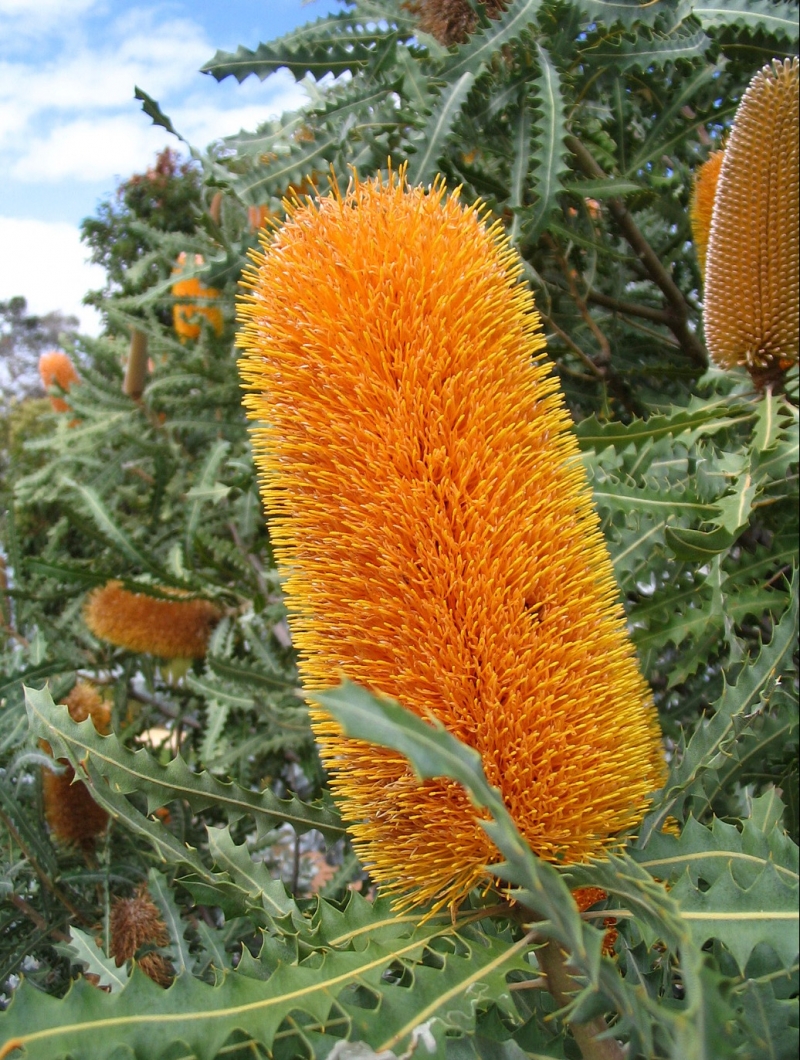 Banksia ashbyi 'Dwarf'