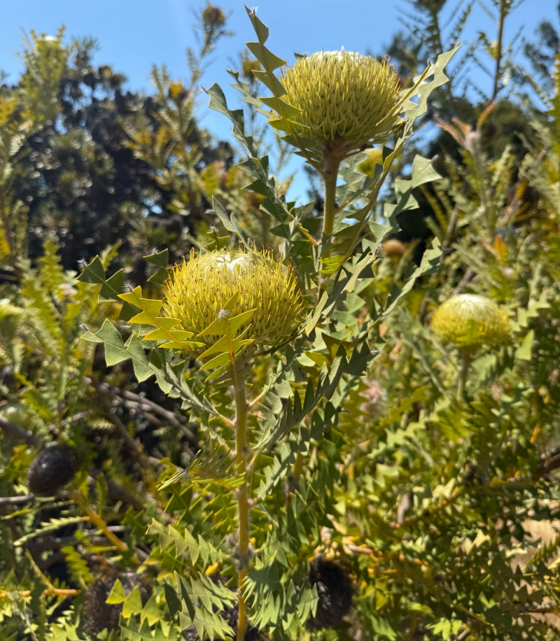 Banksia baxteri