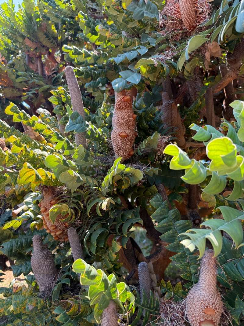 Banksia grandis