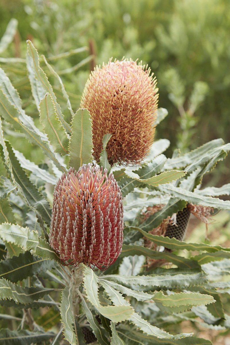 Banksia menziesii 'Dwarf'