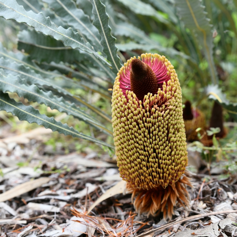 Banksia petiolaris