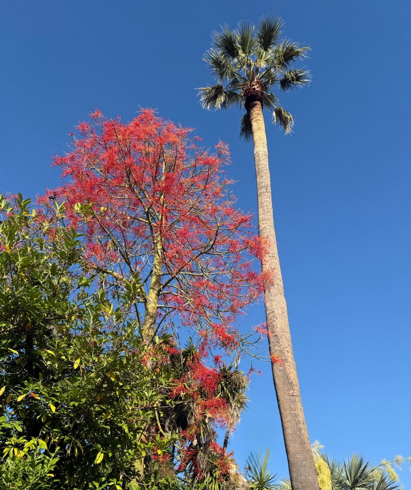 Brachychiton acerifolius