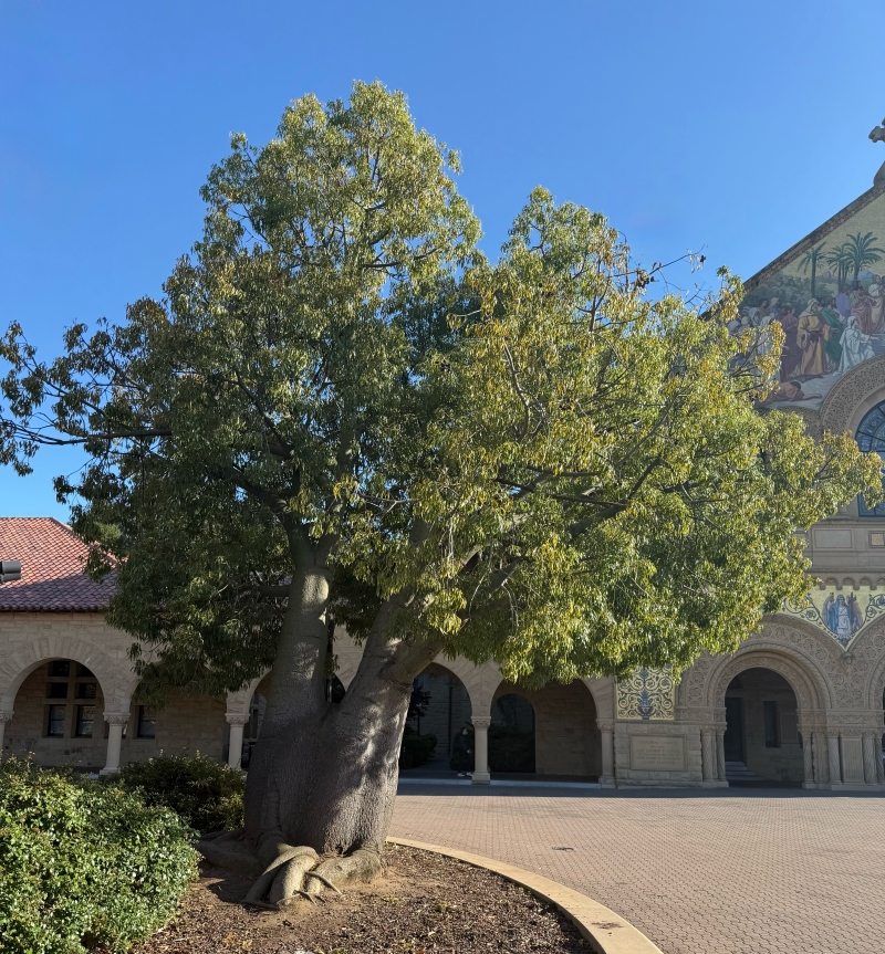 Brachychiton populneus