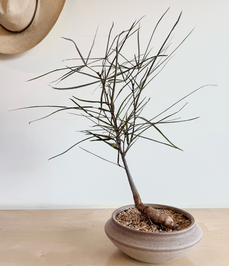 Brachychiton rupestris