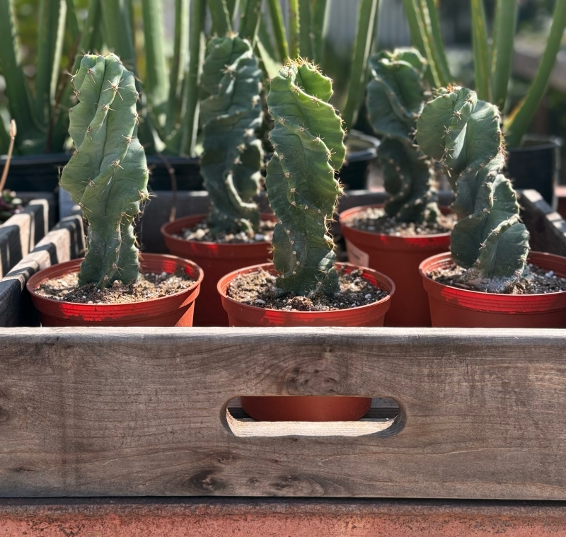 Cereus forbesii 'Spiralis'