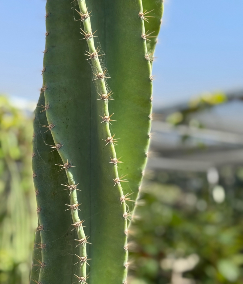 Cereus forbesii 'Spiralis'