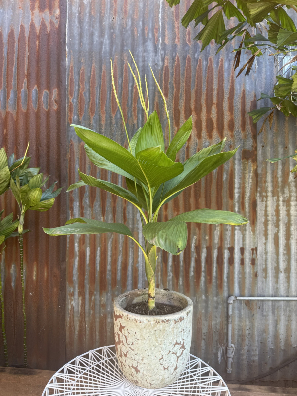Chamaedorea ernesti-augusti