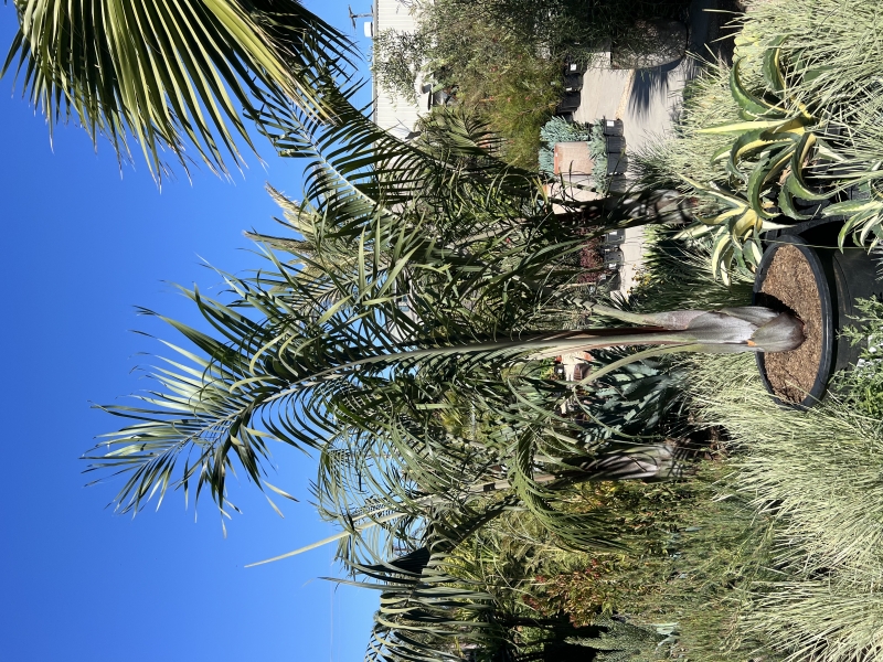Chrysalidocarpus (Dypsis) decaryi