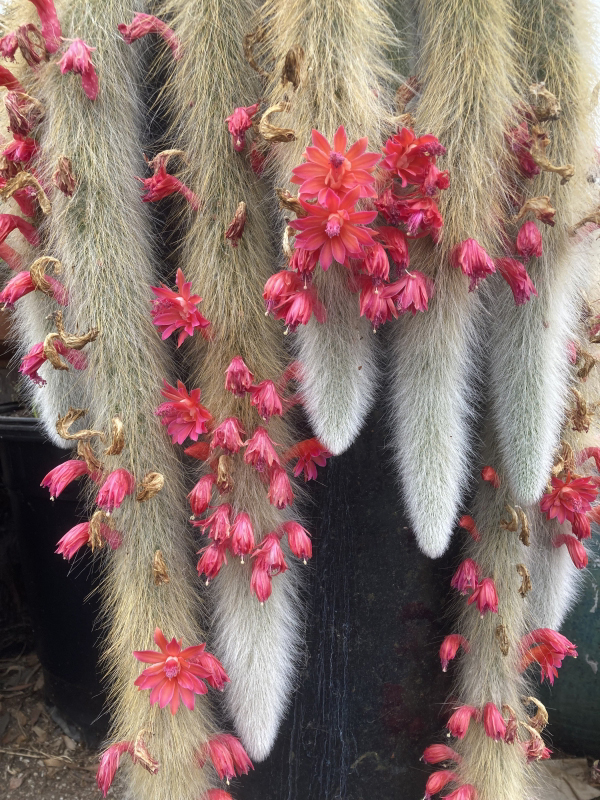 Cleistocactus colademononis