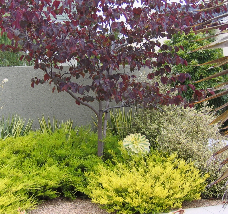 Coleonema pulchellum 'Sunset Gold'