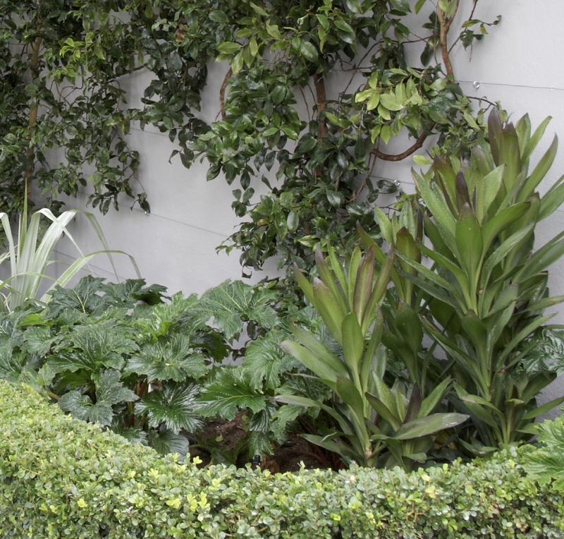 Cordyline 'Glauca'