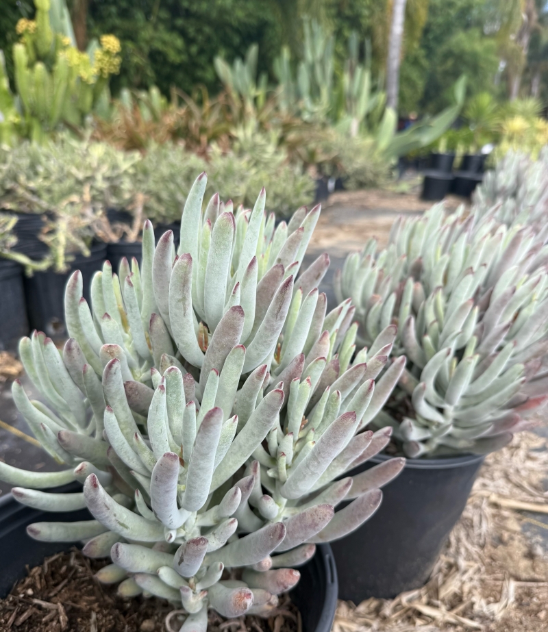 Cotyledon orbiculata 'White Sprite'