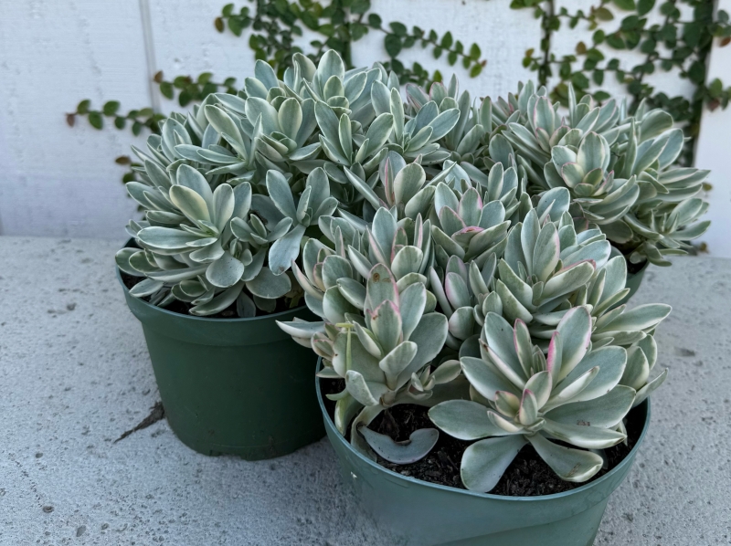 Crassula swaziensis 'Money Maker Variegata'