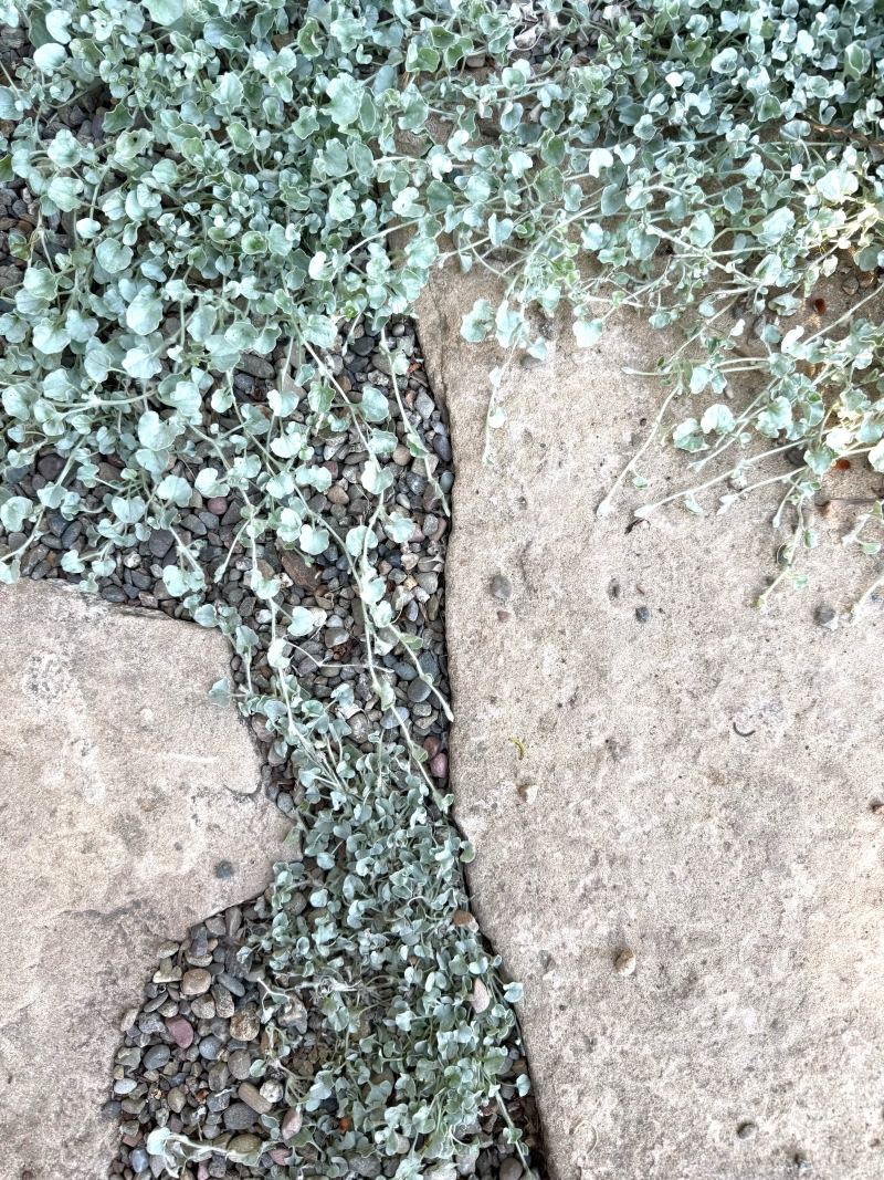 Dichondra 'Silver Falls'