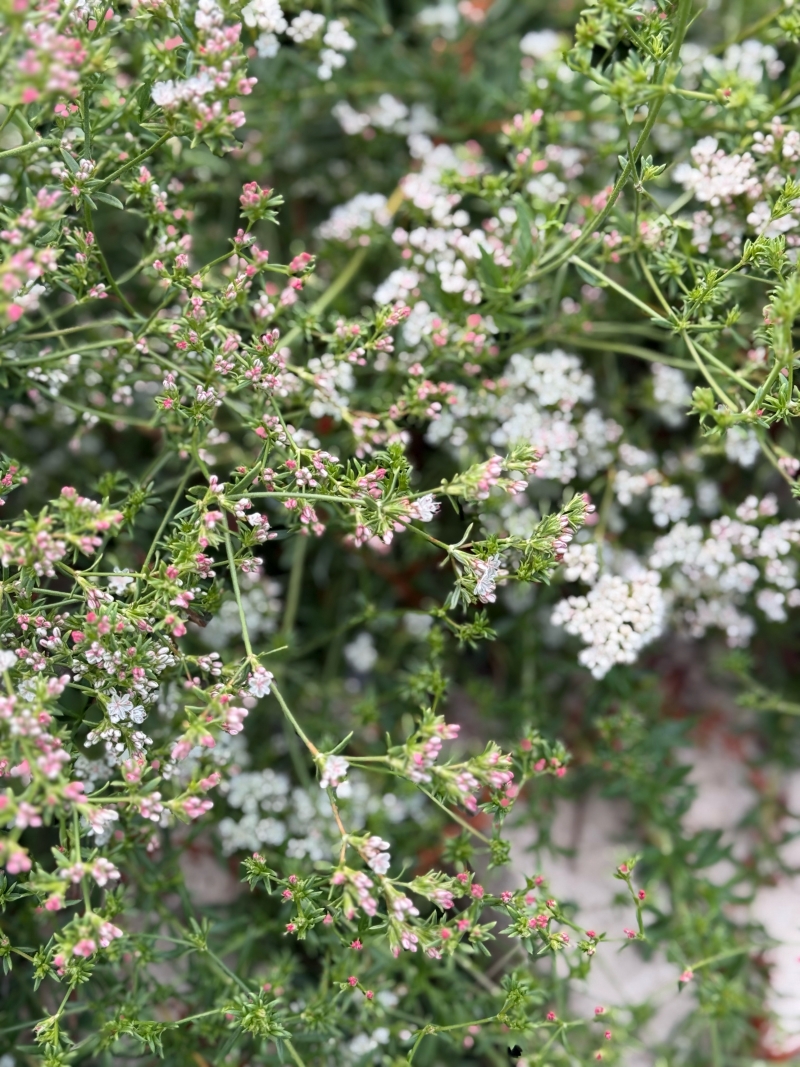 Eriogonium fasciculatum 'Warriner Lytle'