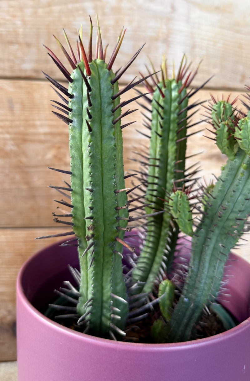 Euphorbia enopla