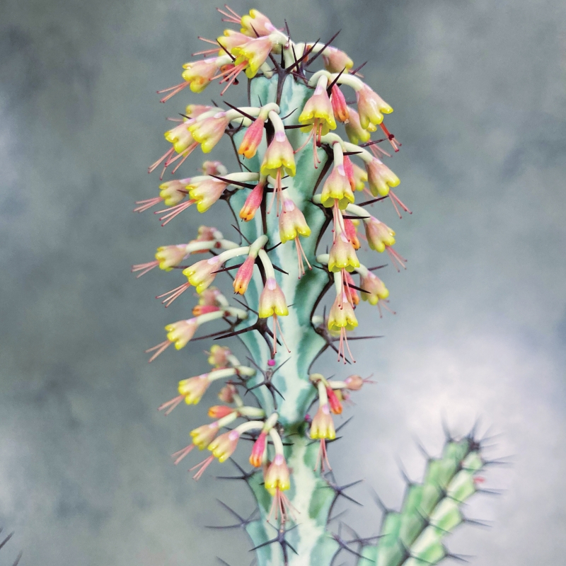 Euphorbia greenwayi