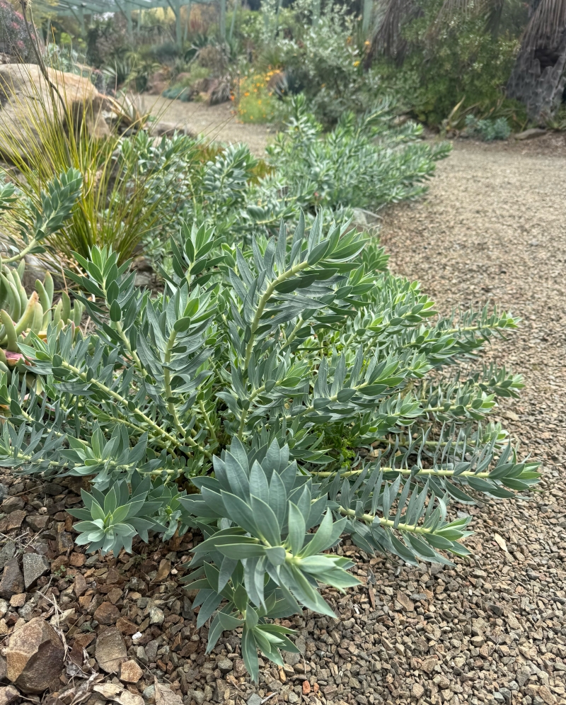 Euphorbia rigida