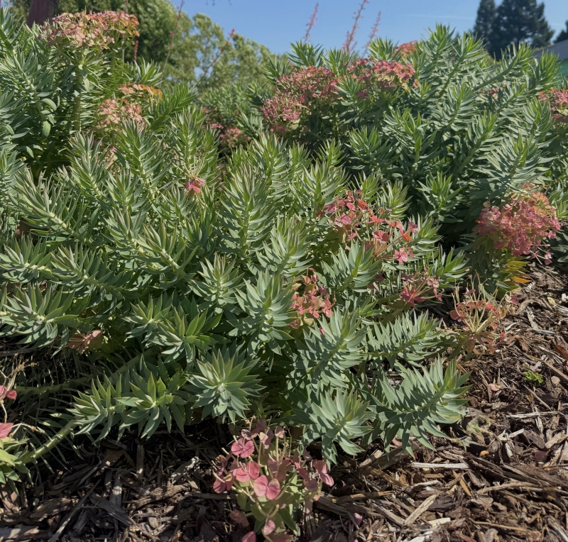 Euphorbia rigida