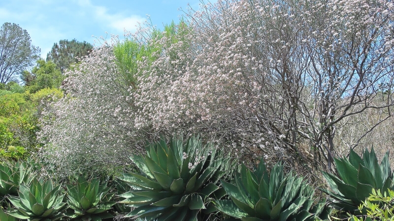 Euphorbia xanti