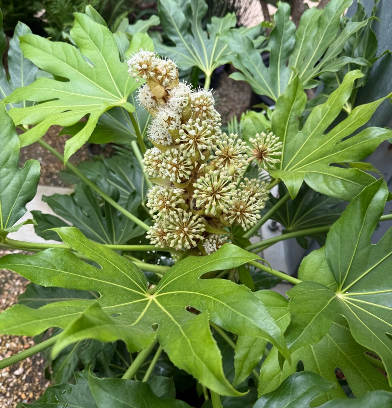 Fatsia japonica