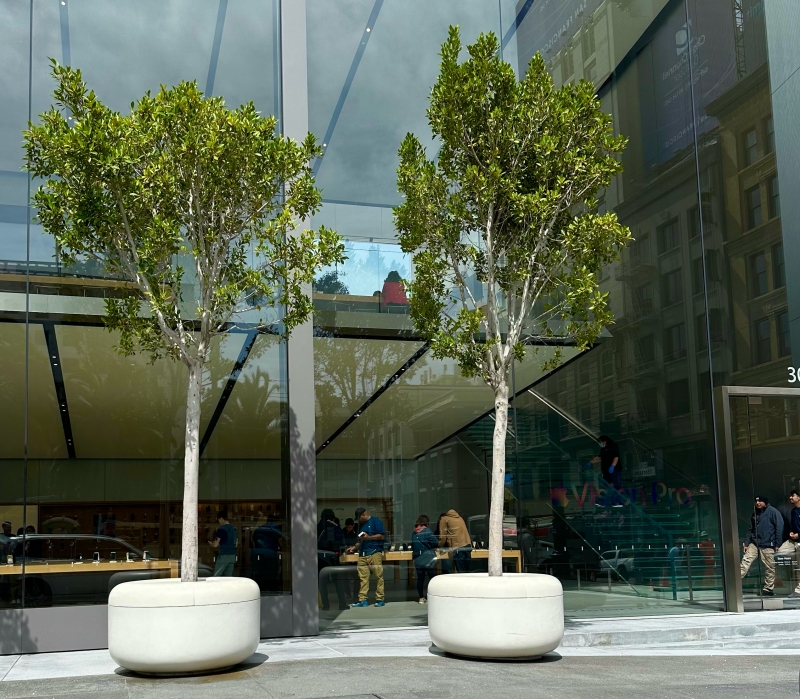 Ficus microcarpa 'Nitida'