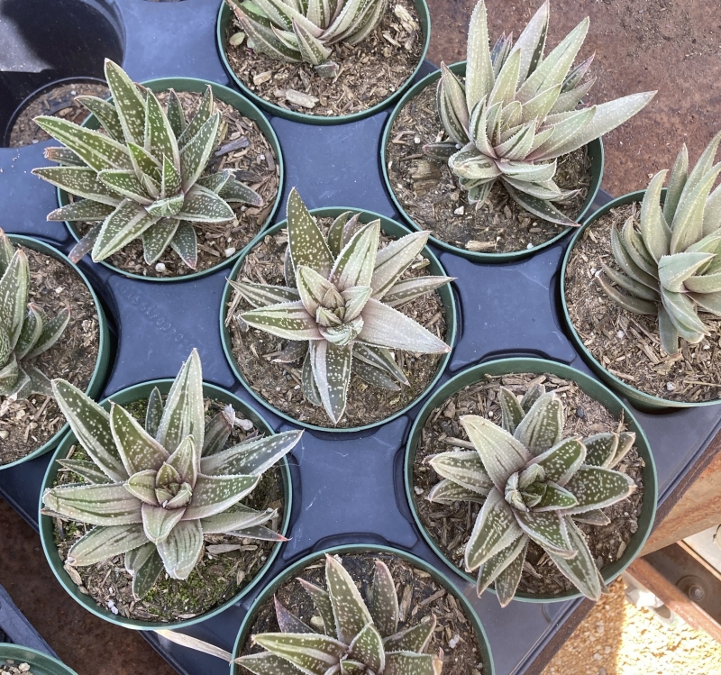 Gasteraloe 'Spirit of 88'