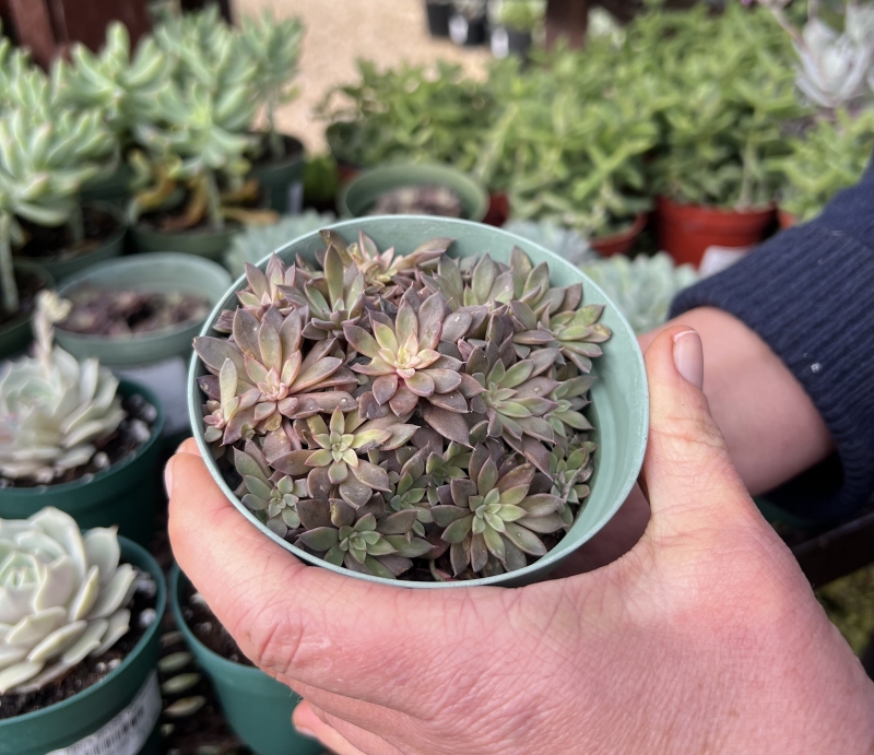 Graptopetalum rusbyi