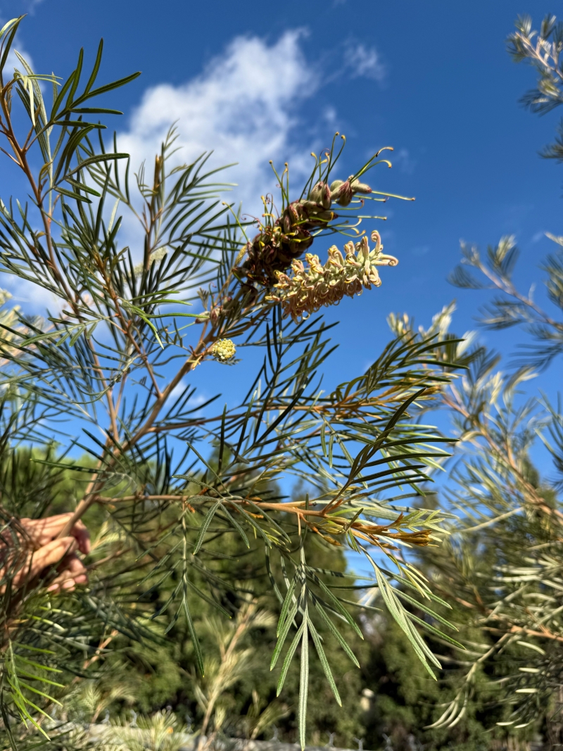 Grevillea 'Amber Passion' grafted