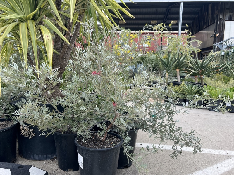 Grevillea 'Eternal Blaze'