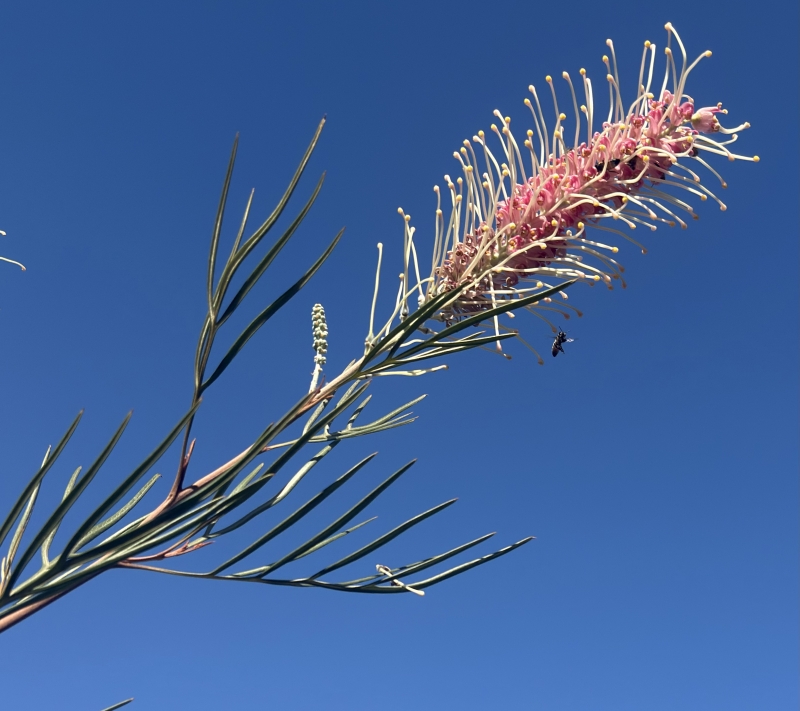 Grevillea 'Majestic' grafted