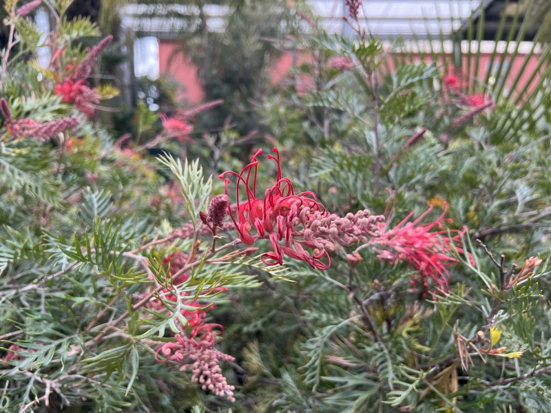Grevillea 'Robyn Gordon' grafted