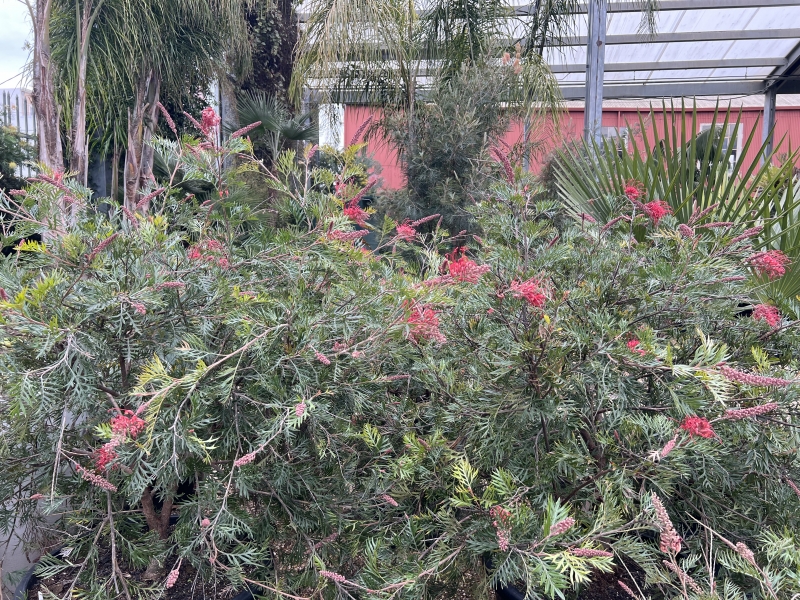 Grevillea 'Robyn Gordon' grafted