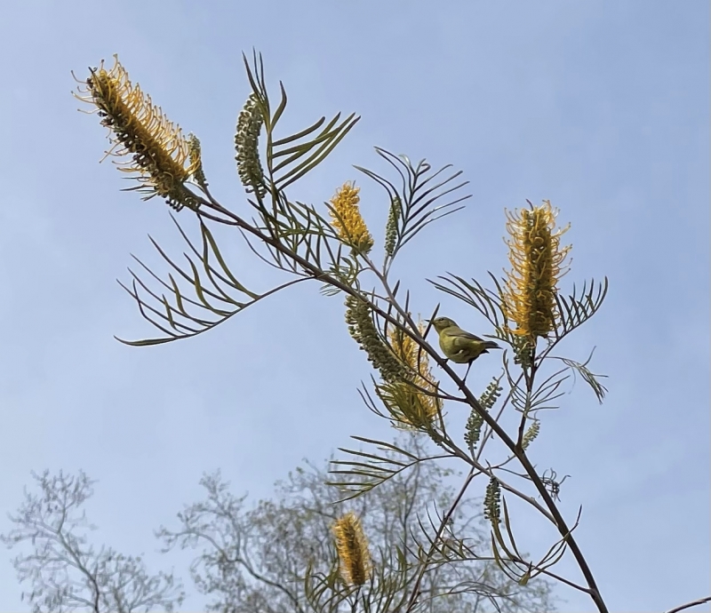 Grevillea 'Sandra Gordon' grafted