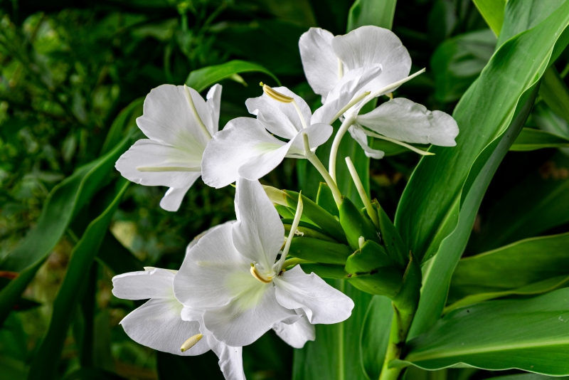 Hedychium coronarium