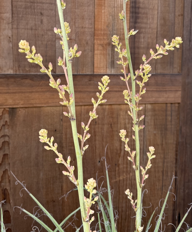 Hesperaloe 'MSWN Ivory Swan' Nite Lights