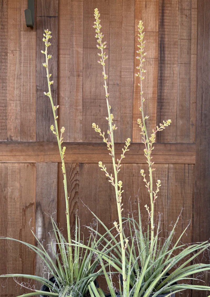 Hesperaloe 'MSWN Ivory Swan' Nite Lights