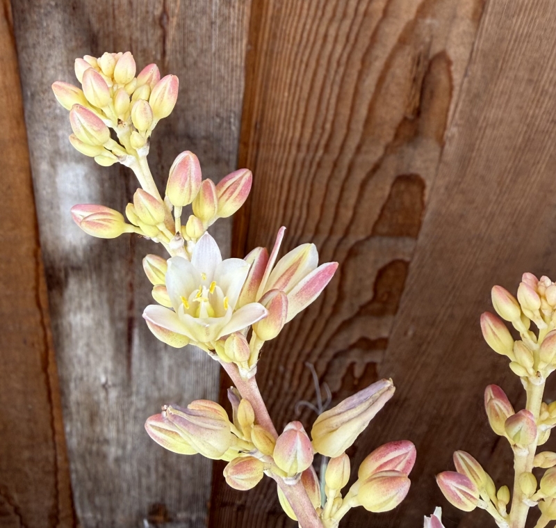Hesperaloe 'MSWN Ivory Swan' Nite Lights