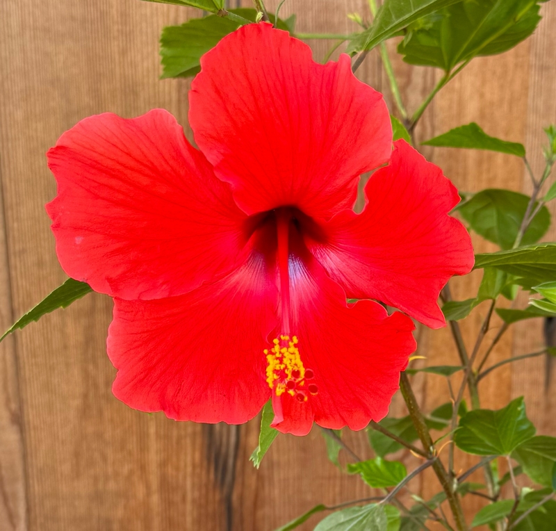 Hibiscus rosa-sinensis 'Brilliant'