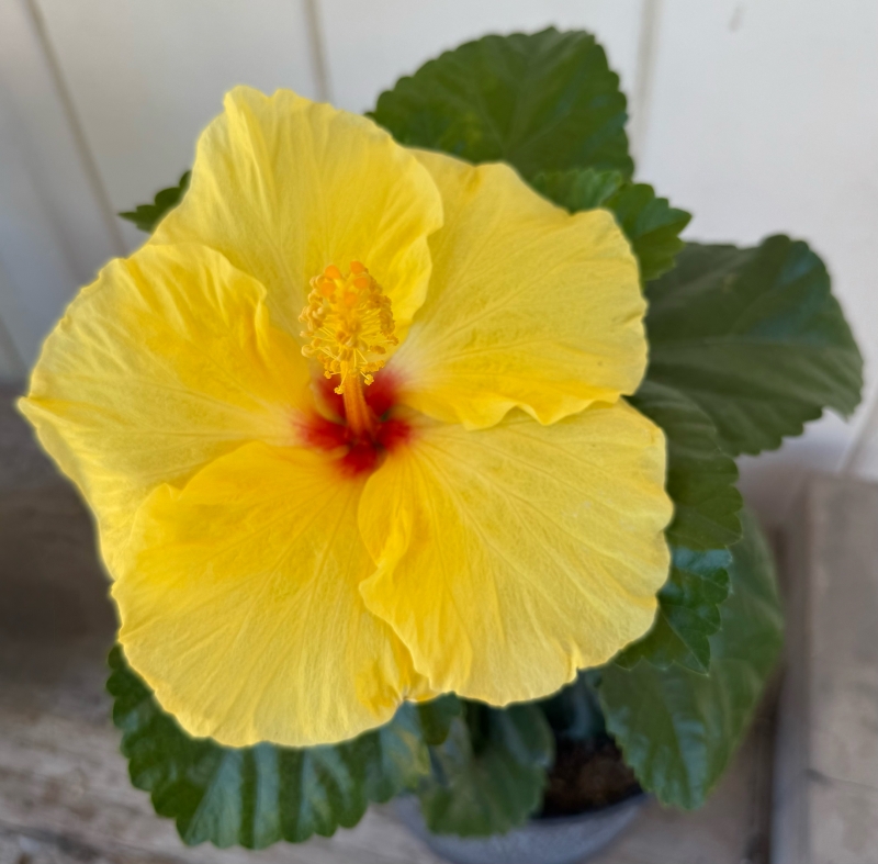 Hibiscus rosa-sinensis 'Hula Girl'