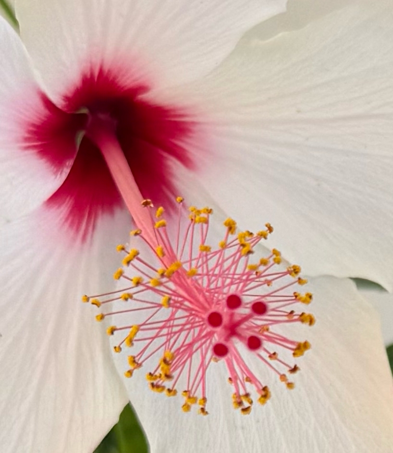 Hibiscus rosa-sinensis 'White Wings'